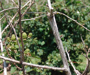 Figure 6b. Improper pruning technique and resulting disease establishment.